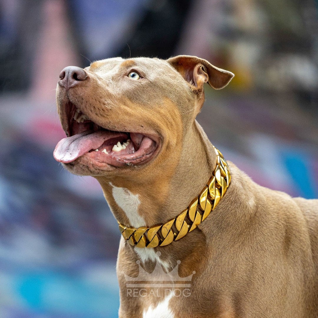 Dog Gold Chain Collar and Leash Set Luxury Cuban Link Heavy Duty