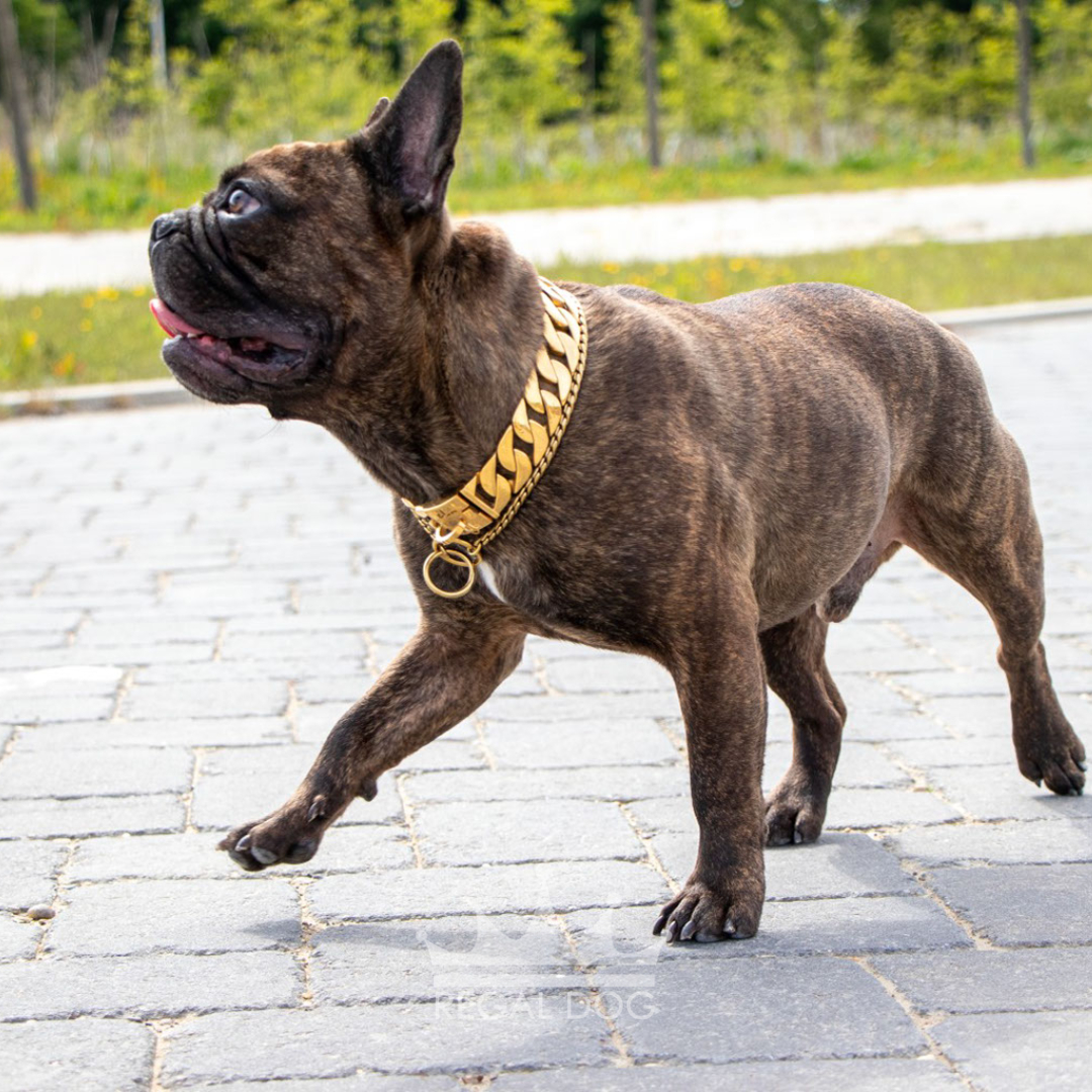 French Bulldog Chain Collar Stainless Steel 18K Gold Plated (WK019