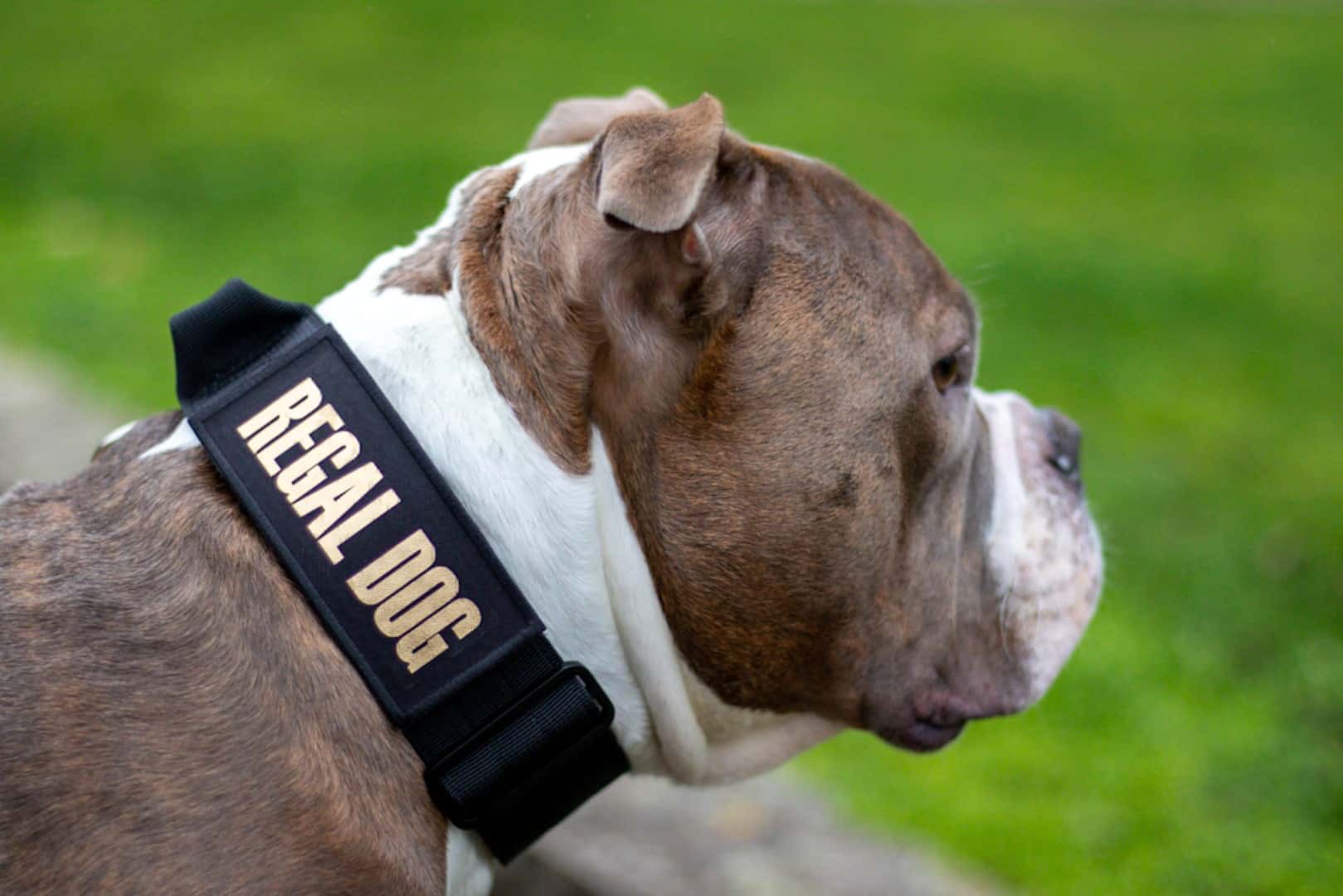 tactical dog collar patches