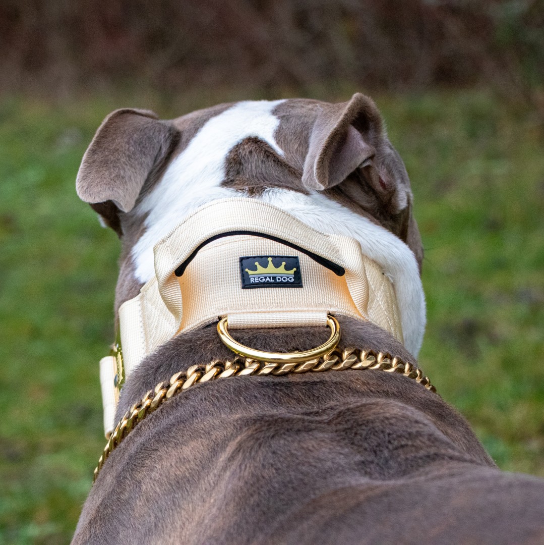 Gold Chain Dog Collar - REGAL DOG - Big Dog Chains UK
