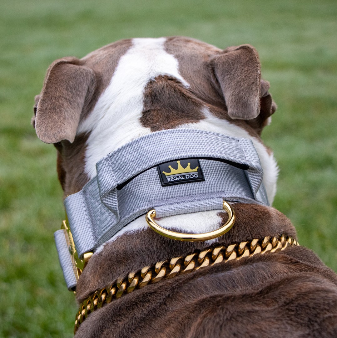 Grey - Gold Series Collar (5cm) - Premium Tactical Dog Collars