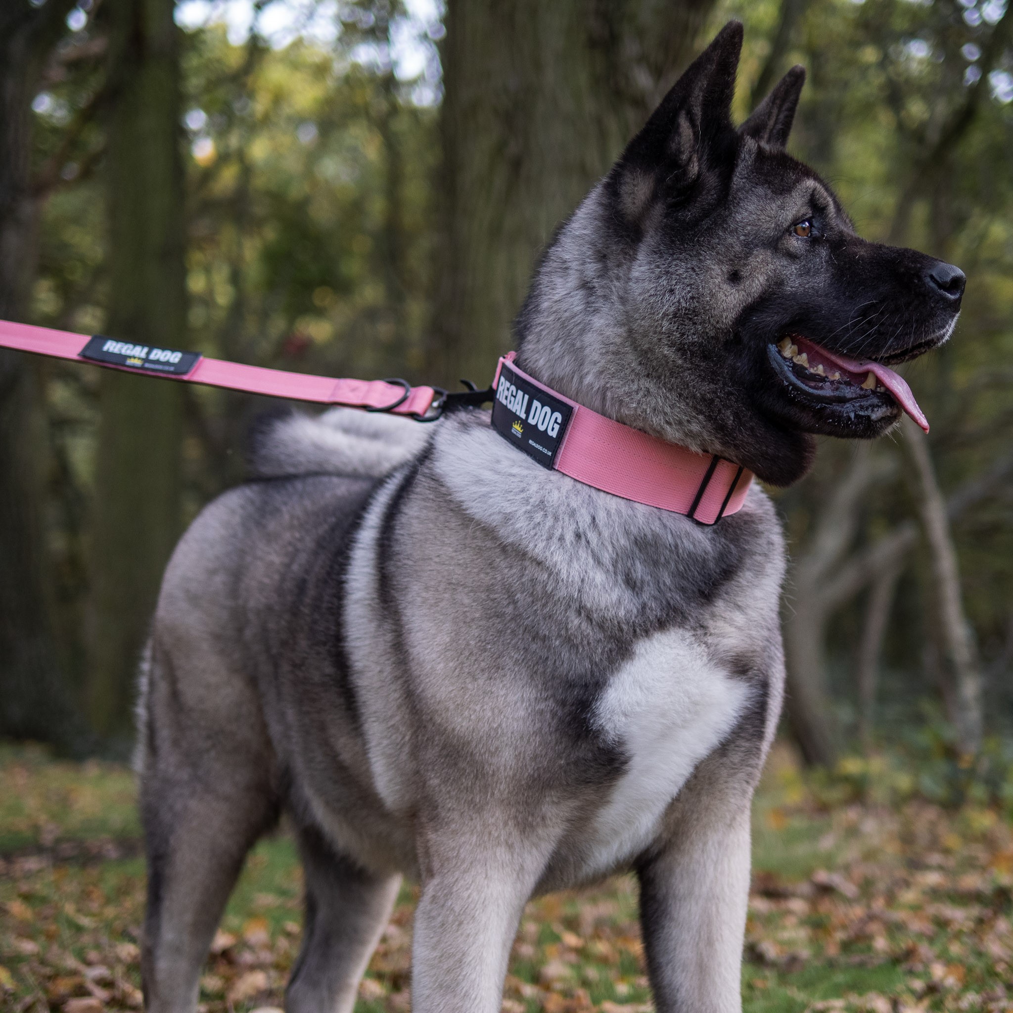 Pink Tactical Collar (5cm) - Regal Dog - Tactical Dog Collar