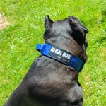 Blue Tactical Collar (5cm) photo review